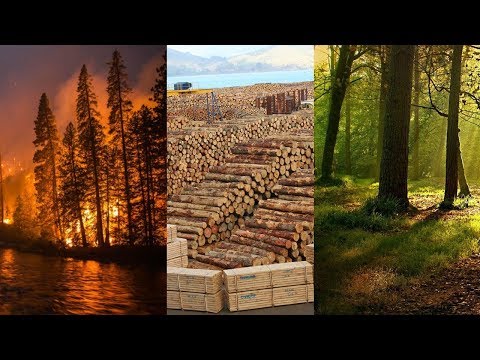 El impacto del corte de árboles en el suelo: ¿qué sucede?