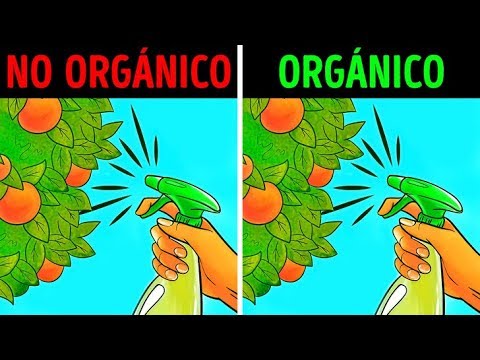 Alimentos orgánicos: beneficios y características que debes conocer